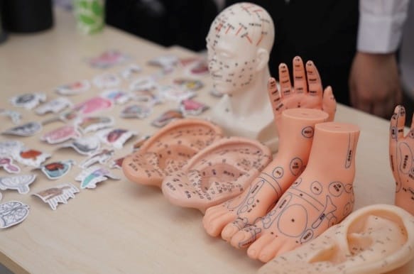 Anatomical models and teaching aids